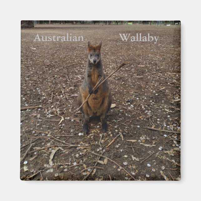 Bâtonnets de table Wallaby australiens, Aimant fri (Devant)