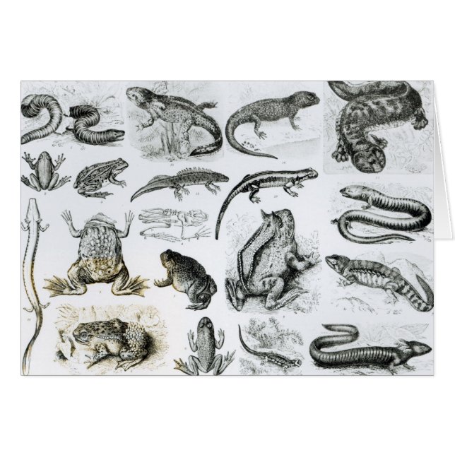 Batraciens et d'autres amphibiens (Devant horizontal)