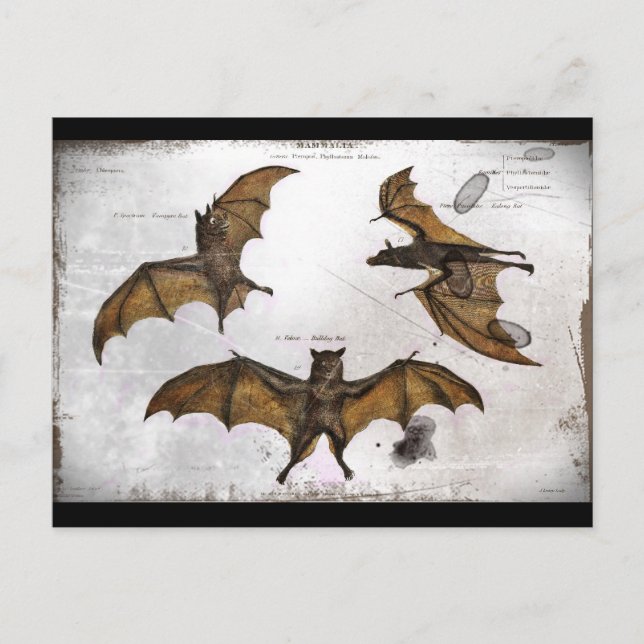 Bats an Educational Plate Postcard (Front)