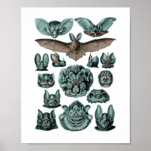 Bats by Ernst Haeckel Poster