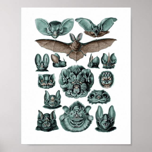 Bats Chiroptera Plate 67 Poster (Front)