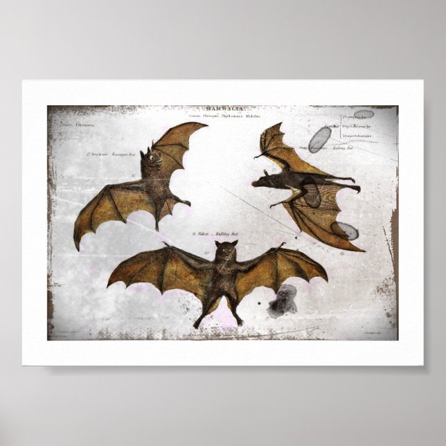 Bat's Educational Plate Poster (Front)