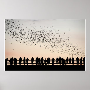 Bats of Austin - Austin, Texas Poster