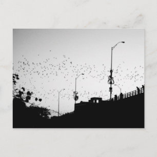 Bats over Austin Postcard