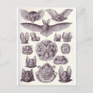 Bats Postcard