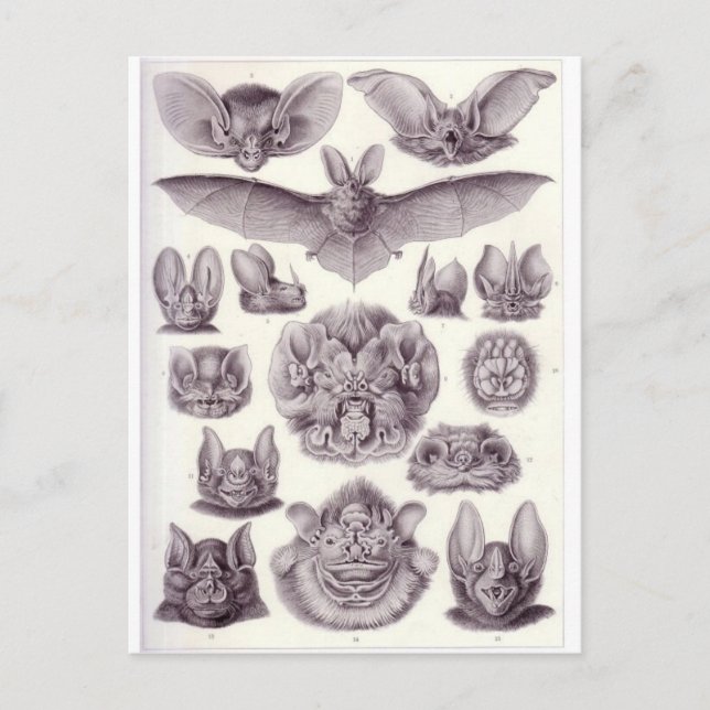 Bats Postcard (Front)