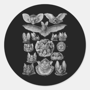 Bats Scientific Illustration Drawing Biology Art H Classic Round Sticker