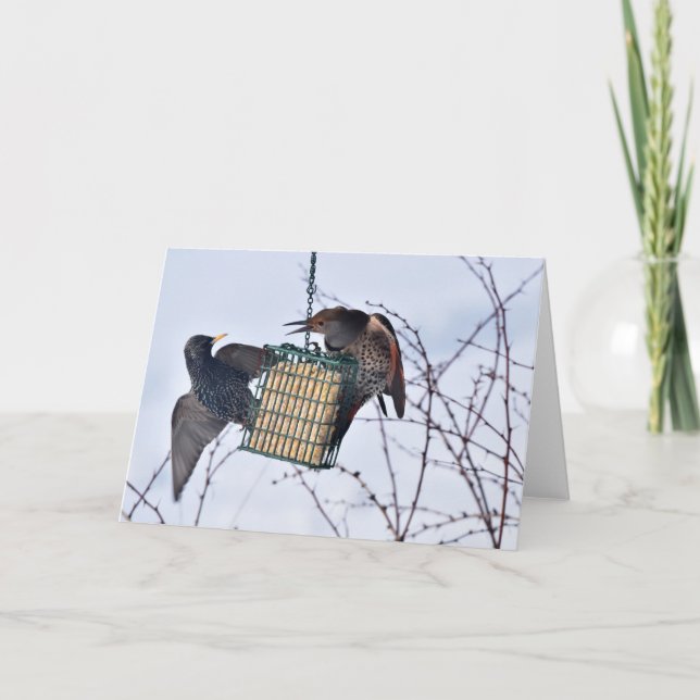 Battle between Northern Flicker & Starling! Card (Front)