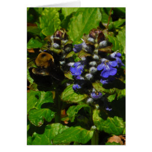 Baume d'abeille pourpre et bourdon