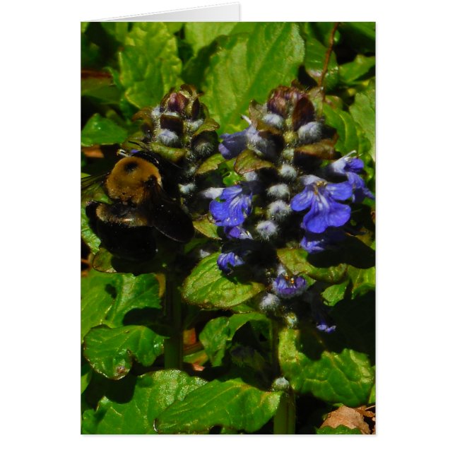 Baume d'abeille pourpre et bourdon (Devant)