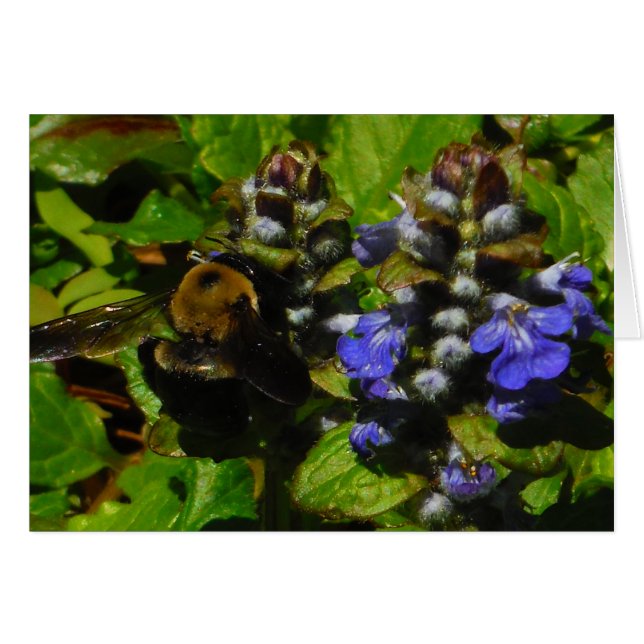 Baume d'abeille pourpre et bourdon (Devant horizontal)