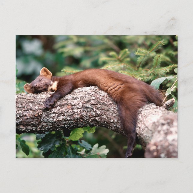 Baummarder schläft auf Ast, Postcard (Front)