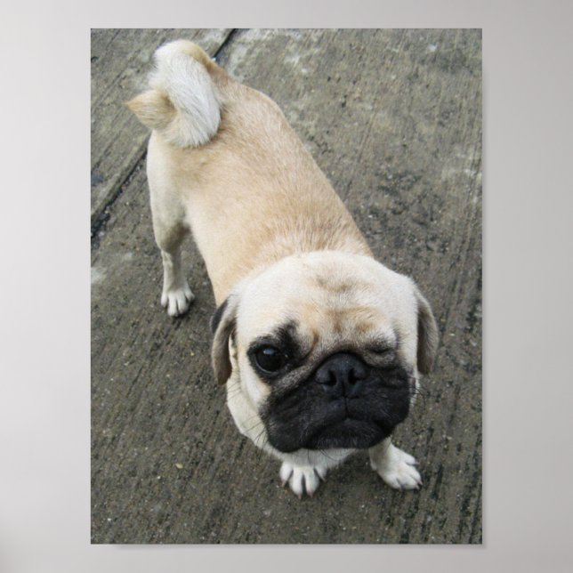 Bauwk ... Pug Dog ... かわいい 子犬 Poster (Front)