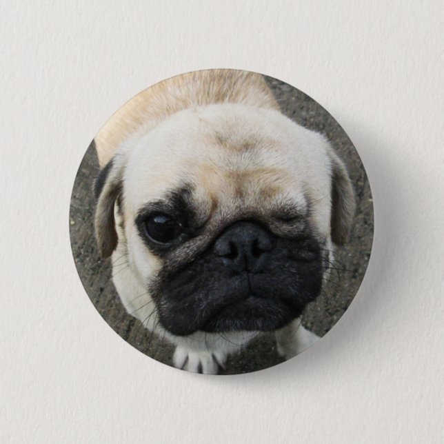 Bauwk ... Pug Dog ... Thailand 2 Inch Round Button (Front)