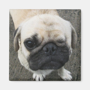 Bauwk ... Soi Dog, Thailand Magnet