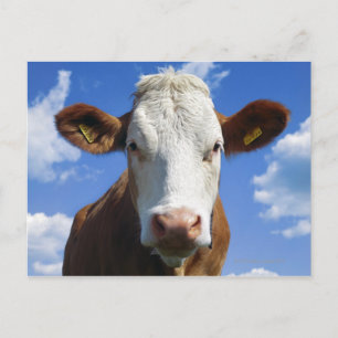 Bavarian cow against blue sky postcard