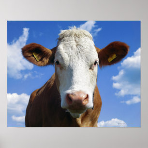Bavarian cow against blue sky poster