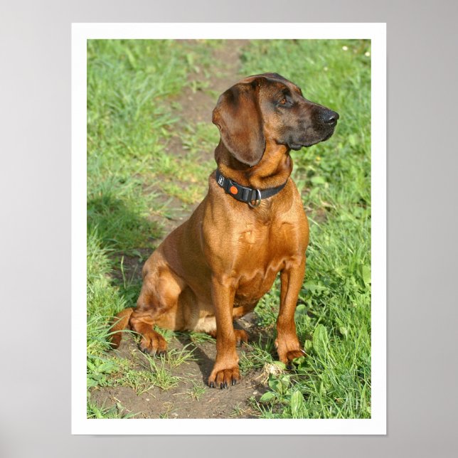 Bavarian Mountain Dog Sitting in Grass Poster (Front)