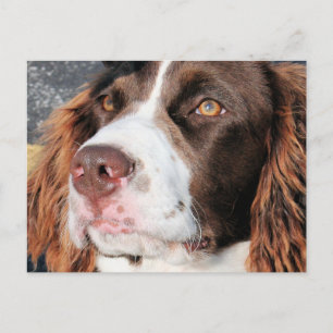 Baxter - English Springer Spaniel Photo-06 Postcard