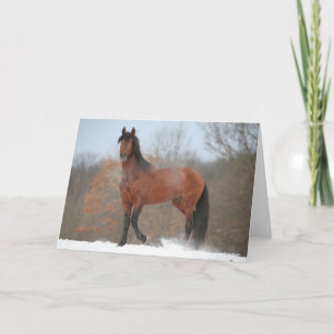 Bay Andalucian Stallion Standing In Snow Card