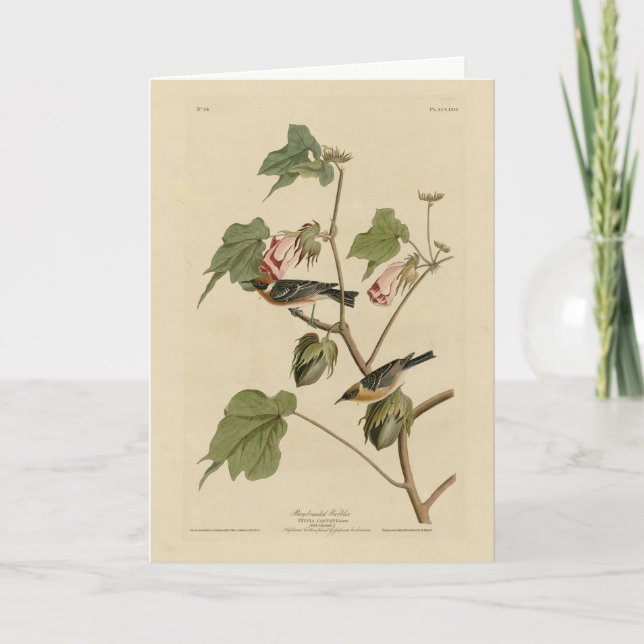 Bay-breasted Warbler - Audubon's Birds of America Card (Front)