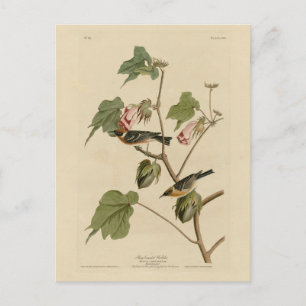 Bay-breasted Warbler - Audubon's Birds of America Postcard