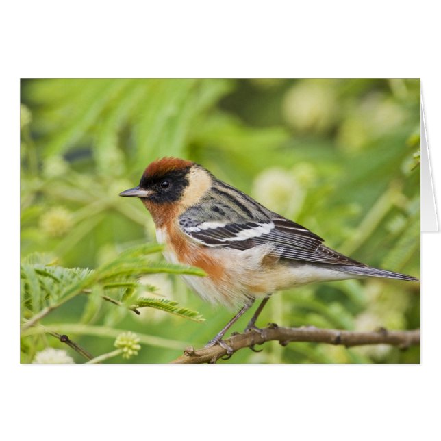 Bay-breasted Warbler (Dendroica castanea) adult (Front Horizontal)
