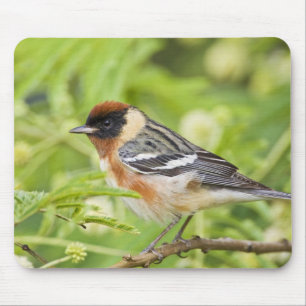 Bay-breasted Warbler (Dendroica castanea) adult Mouse Pad