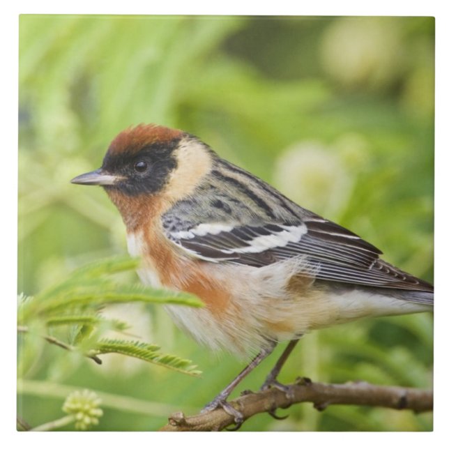 Bay-breasted Warbler (Dendroica castanea) adult Tile (Front)