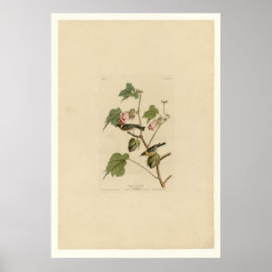 Bay breasted Warbler Poster