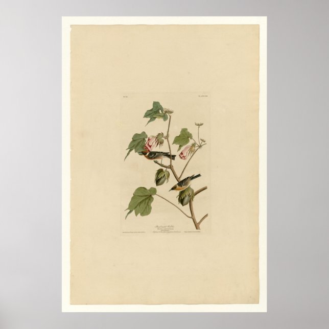 Bay breasted Warbler Poster (Front)