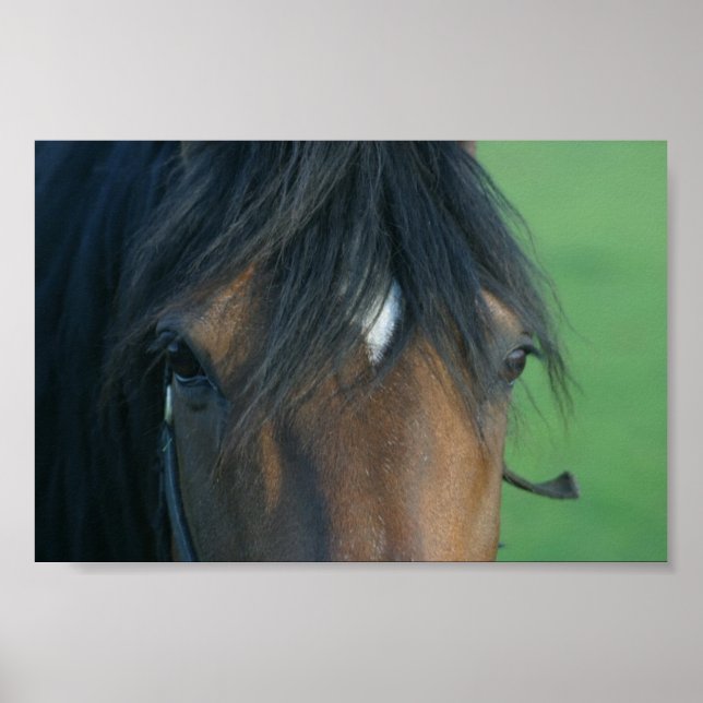 Bay Closeup Poster (Front)