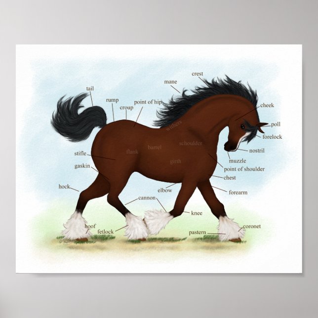 Bay Clydesdale Horse Anatomical Chart Educational (Front)