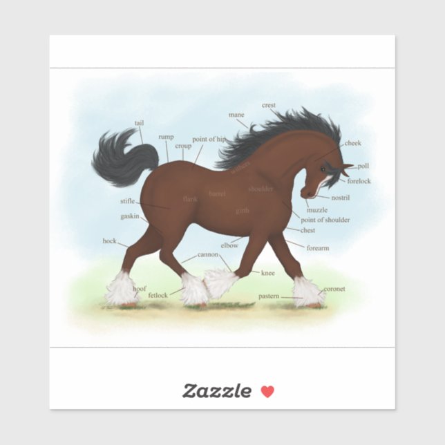 Bay Clydesdale Horse Anatomy Chart Educational (Sheet)