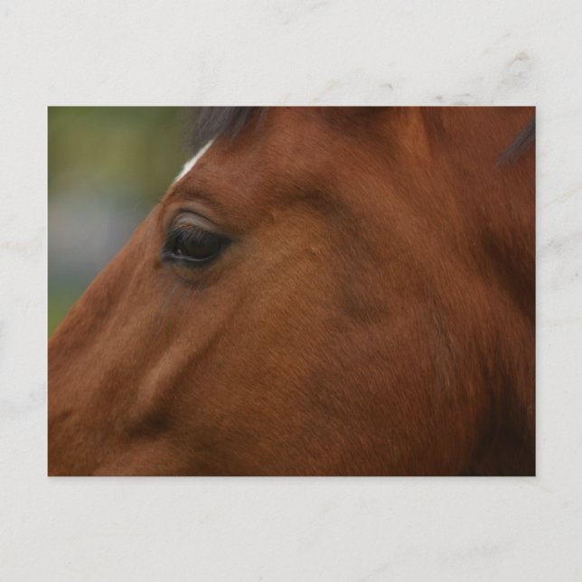 Bay Horse Closeup Postcard (Front)