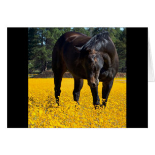 Bay Horse in a Field of Yellow Flowers