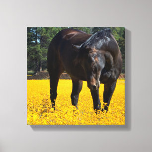 Bay Horse in a Field of Yellow Flowers Canvas Print
