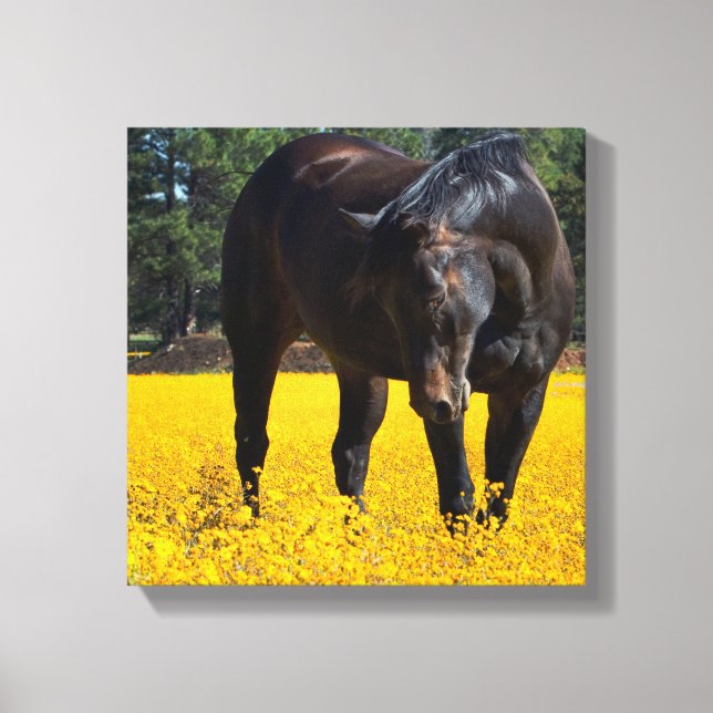 Bay Horse in a Field of Yellow Flowers Canvas Print (Front)