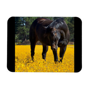 Bay Horse in a Field of Yellow Flowers Magnet