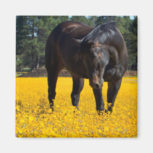 Bay Horse in a Field of Yellow Flowers Magnet