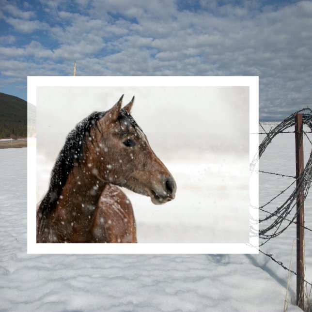 Bay Horse in Gently Falling Snow Postcard (Creator Uploaded)