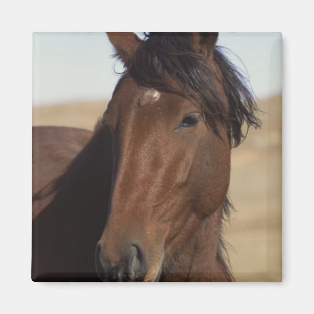 Bay Horse in Wind Magnet (Front)