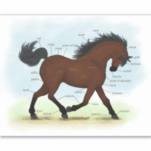 Bay Horse or Pony Equestrian Anatomy Chart