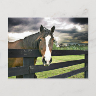 Bay horse storm postcard