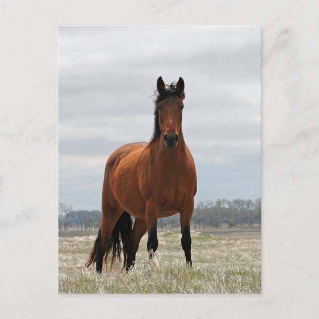 Bay Mare Postcard (Front)