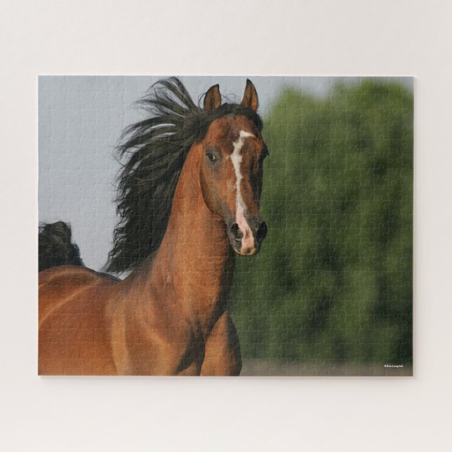 Bay Morgan Horse Headshot Flowing Mane Jigsaw Puzzle (Horizontal)
