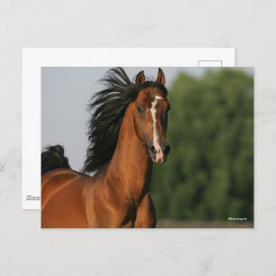 Bay Morgan Horse Headshot Flowing Mane Postcard