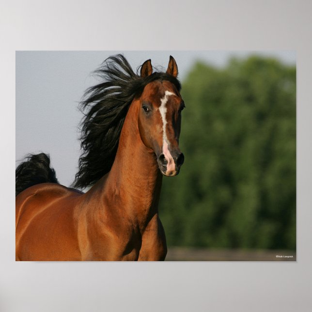 Bay Morgan Horse Headshot Flowing Mane Poster (Front)