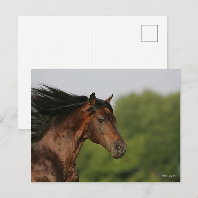 Bay Morgan Horse Headshot Mane Flowing Postcard (Front/Back)