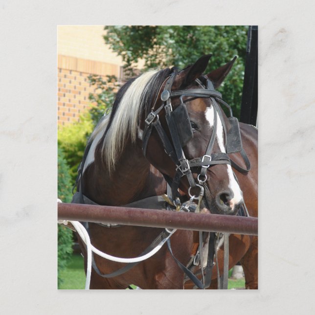 Bay Pinto Amish Buggy Horse Postcard (Front)